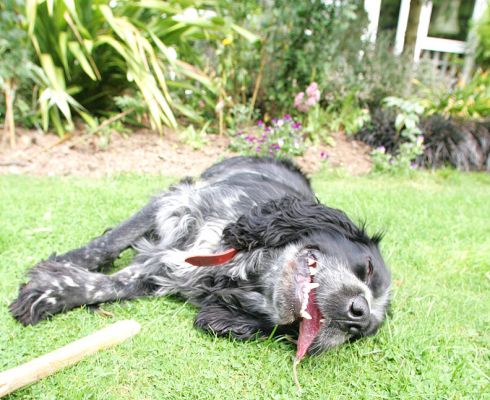 Bracken Relaxing
Still with his rawhide bone at his side.
Λέξεις-κλειδιά: Bracken cocker spaniel rawhide bone Lucies Farm dog kennel dog boarding relaxing