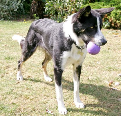 Harvey With A Purple Ball
الكلمات الإستدلالية(لتسهيل البحث): Harvey purple ball border collie Lucies Farm dog boarding dog kennel