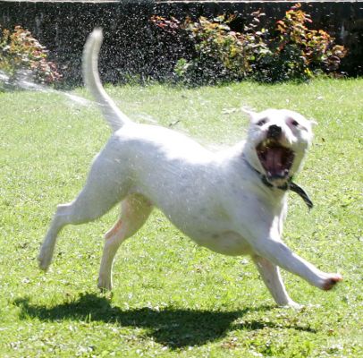 Maddy Chasing The Water
Maddy loves playing with the garden hose.  Although it has four nozzle positions, she likes the jet of water best.
Palabras Clave: Maddy Staffordshire Terrier Staffie water jet dog Lucies Farm dog boarding dog kennel