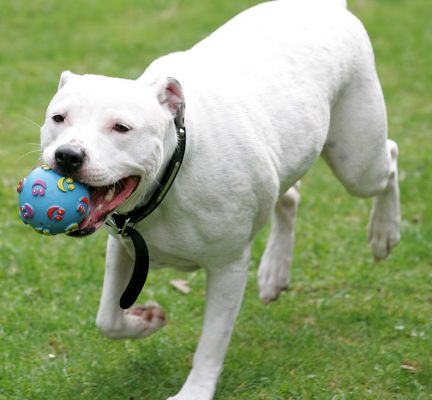 Maddy With A Ball
Ключові слова: Maddy Staffordshire Terrier Staffie blue ball dog Lucies Farm dog boarding dog kennel