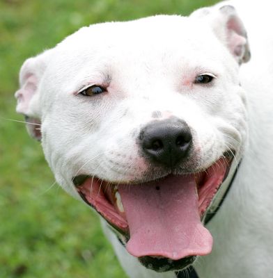 Maddy
Λέξεις-κλειδιά: Maddy Staffordshire Terrier Staffie  Lucies Farm dog boarding dog kennel