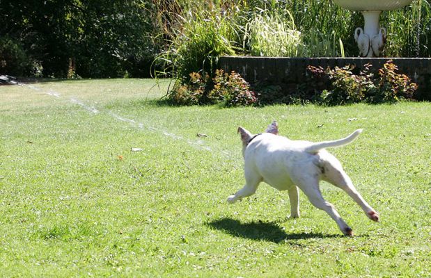 Maddy Chasing The Water Jet
Playing with the garden hose on a sunny late summer afternoon.
Ключови думи: Maddy Staffordshire Terrier Staffie water jet dog Lucies Farm dog boarding dog kennel