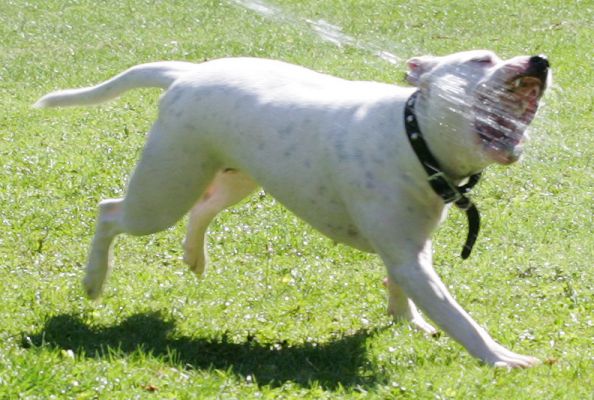 Maddy
Playing with the garden hose.
Ключові слова: Maddy Staffordshire Terrier Staffie water jet dog Lucies Farm dog boarding dog kennel