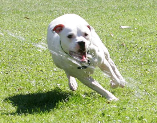 Maddy
Chasing the water from the garden hose.
Ključne besede: Maddy Staffordshire Terrier Staffie water jet dog Lucies Farm dog boarding dog kennel