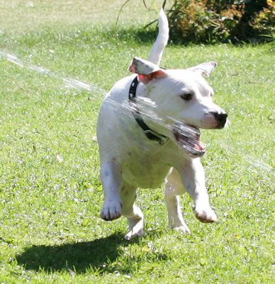 Maddy
Palabras Clave: Maddy Staffordshire Terrier Staffie water jet dog Lucies Farm dog boarding dog kennel