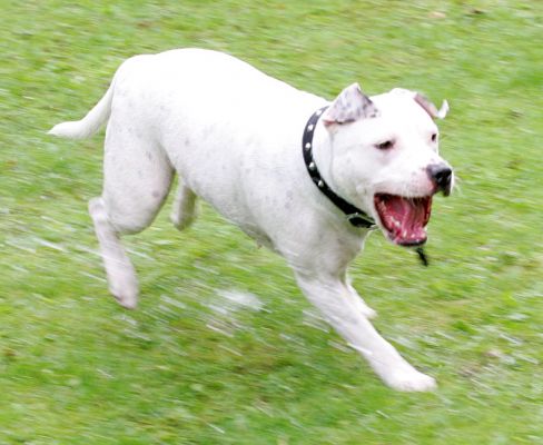 Maddy
Ključne besede: Maddy Staffordshire Terrier Staffie red ball dog Lucies Farm dog boarding dog kennel