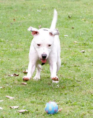 Maddy
Pouncing on the blue ball.
Ключові слова: Maddy Staffordshire Terrier Staffie pouncing blue ball dog Lucies Farm dog boarding dog kennel