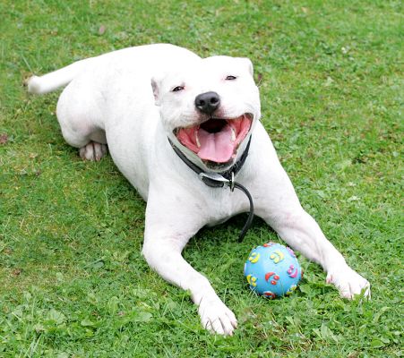 Maddy
Ключові слова: Maddy Staffordshire Terrier Staffie blue ball Lucies Farm dog boarding dog kennel