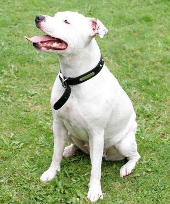 Maddy Looking Quite Proud
Staring at a cookie, just out of camera range on the left.
Ключові слова: Maddy Staffordshire Terrier Staffie proud dog Lucies Farm dog boarding dog kennel