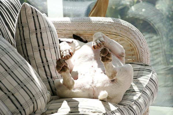 Kiko Having A Nap
Kiko loves sun, so he loves the couch in the conservatory.  Having a nice nap in the late summer sunshine.
Ключові слова: Kiko sunshine nap conservatory bull terrier