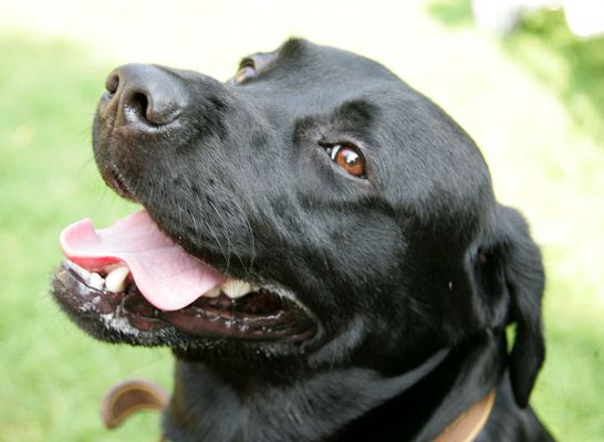 Slipper
Slipper, a Black Labrador, looking cute.
Ключові слова: Slipper Black Labrador dog hotel dog kennel dog boarding Lucies Farm