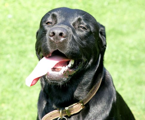 Slipper
Squinting a bit in the late summer sunshine --- and with a massive tongue.
Ключови думи: Slipper Black Labrador dog hotel dog kennel dog boarding Lucies Farm squint tongue