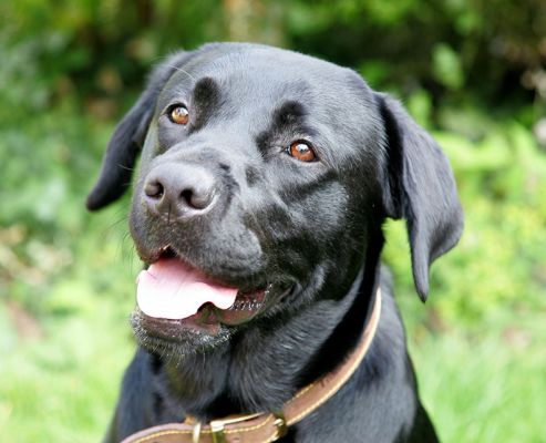 Slipper
Ključne besede: Slipper Black Labrador dog hotel dog kennel dog boarding Lucies Farm