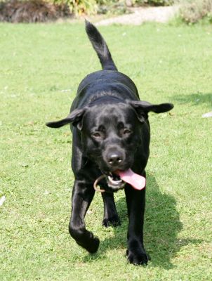 Slipper
With outstretched ears --- a bit like the Flying Nun.
Ключові слова: Slipper Black Labrador dog hotel dog kennel dog boarding Lucies Farm flying nun ears