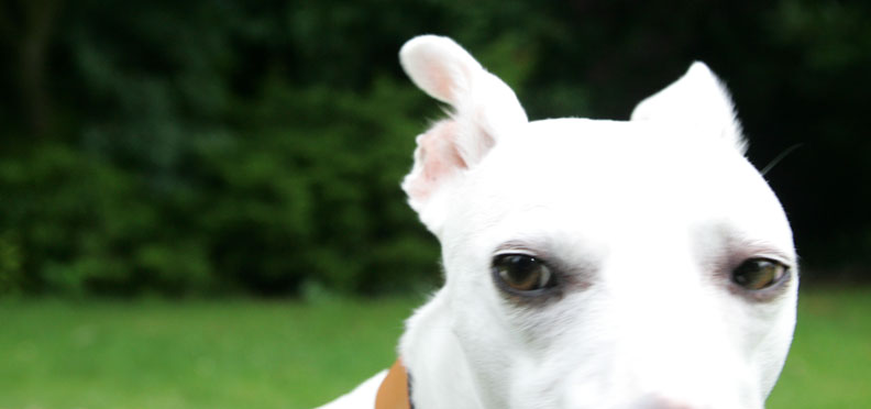 Blue
Eyes of the whippet.
Ключові слова: Blue eyes whippet dog hotel dog's eyes Lucies Farm dog kennel dog hotel dog boarding