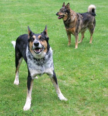 Bart (foreground) and Sophie
Bart waiting for me to toss the ball.
Anahtar kelimeler: Bart Sophie collies Lucies Farm dog resort dog boarding dog kennel dog hotel