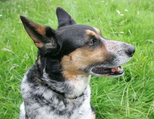 Bart
Early evening, summer, the time when the foxes start to come out.  We have about 1/4 acre of tall grass near the chicken field.  Bart sniffing the air, waiting.
Palabras clave: Bart collies Lucies Farm dog resort dog boarding dog kennel dog hotel