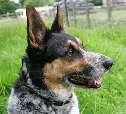 Bart
Keywords: Bart collies Lucies Farm dog resort dog boarding dog kennel dog hotel