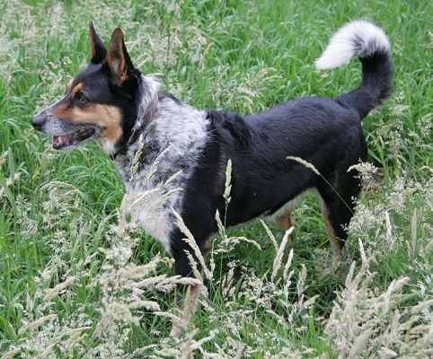Bart
Prowling through the long grass.
Ключові слова: Bart collies Lucies Farm dog resort dog boarding dog kennel dog hotel