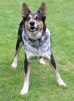 Bart
Waiting for me to toss the ball.
Keywords: Bart collies Lucies Farm dog resort dog boarding dog kennel dog hotel
