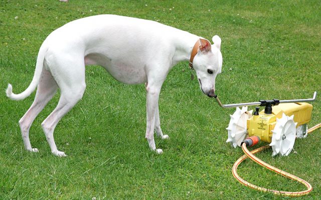 Blue and the Rain Train
We have a great sprinkler (from the States) that runs on the "track" created by the hose.  We had it out on the lawn for our one day of summer.  Blue checking it out.
Keywords: Blue whippet Rain Train RainTrain dog hotel sprinkler lawn summer dog kennel dog boarding