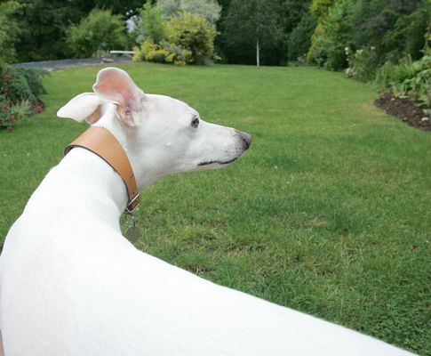 Blue
Ключові слова: Blue whippet lawn summer Lucies Farm dog hotel dog kennel dog boarding