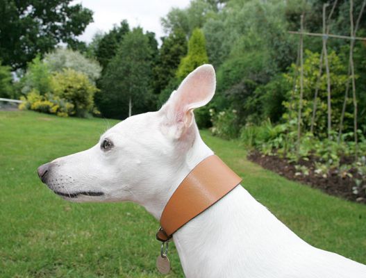 Blue
Ключевые слова: Blue whippet lawn dog hotel dog kennel summer dog boarding Lucies Farm ears dog ears