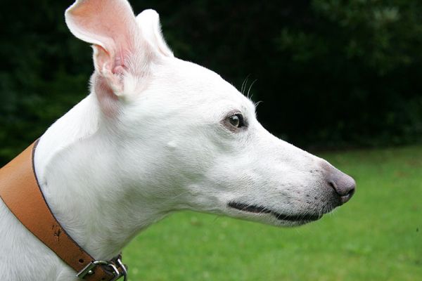 Blue
Ключові слова: Blue whippet dog hotel dog boarding ears Lucies Farm