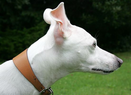 Blue - The Whippet
Ключові слова: big ears Blue whippet Lucies Farm dog hotel dog kennel dog boarding