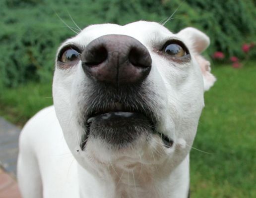 Blue - The Whippet
Photographed on a dreary, overcast summer afternoon, Whitecroft, June 25 2005
Anahtar kelimeler: Blue whippet overcast Whitecroft Lucies Farm dog kennel dog boarding dog resort