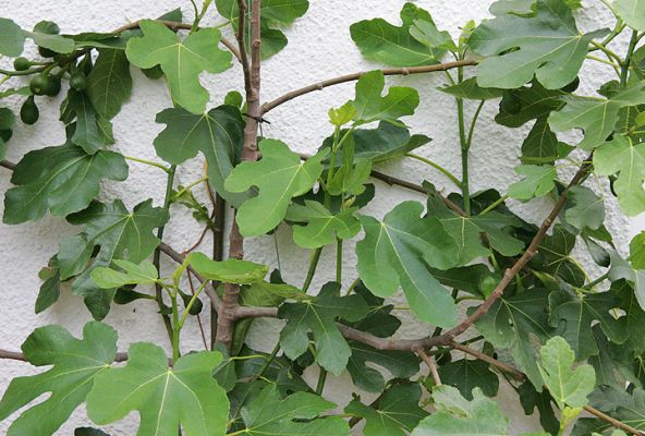 Fig Tree - Whitecroft
We have what the gardeners call a "micro climate" at Whitecroft.  It's near the boiler, and just beneath the exhaust fan from the kitchen.  The fig tree loves it.  Okay, it's not the sunshine of Turkey or Greece, but you take what warmth you can get here in sunny Worcestershire.
Keywords: fig tree micro climate microclimate Whitecroft Turkey Greece garden