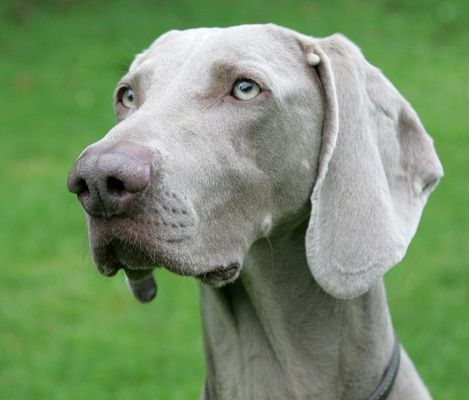 Freyja
Freyja is a [url=http://www.weimclubamerica.org/]Weimaraner.[/url]  William Wegman did the definitive Weimaraner photographs:  a collection of his photographs can be ordered from Amazon.co.uk --- just [url=http://www.amazon.co.uk/exec/obidos/ASIN/0786804505/luciefarmltd-21/202-9503577-6131855?creative=6394&camp=1406&link_code=as1]click here.[/url]
Keywords: Freyja weimaraner dog William Wegman dog hotel dog boarding dog kennel Lucies Farm