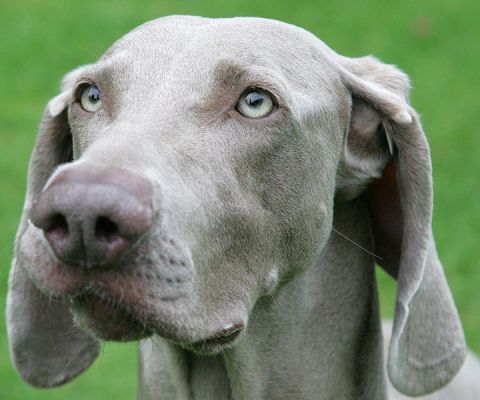 Freyja
Λέξεις-κλειδιά: Freyja weimaraner dog Lucies Farm dog hotel dog boarding dog kennel