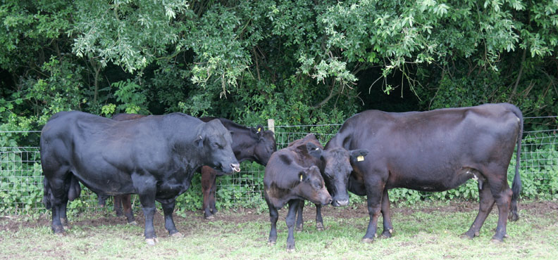 Aberdeen Angus Happy Family
The bull, Ballet, with his wife and his two children.  Next thing they'll be heading off to Blackpool and buying inflatable hammers.
Schlüsselwörter: Aberdeen Angus family bull Ballet cow Lucies Farm