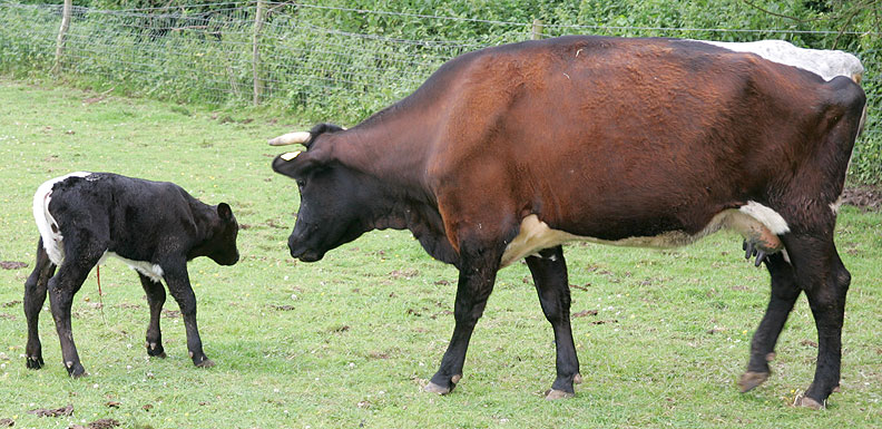 Betty Having A Good Look at Her New Son
Born June 29 2005.
Anahtar kelimeler: Gloucester cattle Betty Gloucester calf Lucies Farm