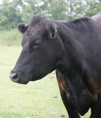 Aberdeen Angus Cow
Enjoying the summer morning, 4-acre field, June 29 2005
الكلمات الإستدلالية(لتسهيل البحث): Aberdeen Angus cow summer morning Lucies Farm
