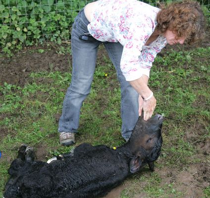 Ann Carman Checking the Calf's Airway
Our first Gloucester calf, and we didn't want to take any chances.  We called out Ann from our veterinary surgery, [url=http://www.whitehousevets.com]White House Vets[/url].  Here's Ann checking the calf's airway.
Keywords: Gloucester calf Ann Carman White House vets airway veterinary surgeon
