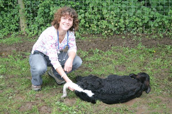 Ann Carman taking the Calf's Temperature
All normal . . .
Schlüsselwörter: Ann Carman White House vets Gloucester calf temperature Lucies Farm