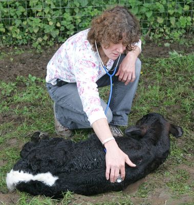 Ann Carman listening to the Calf's Chest
All normal . . .
Mots-clés: Ann Carman verterinary surgeon White House Vets Gloucester cattle