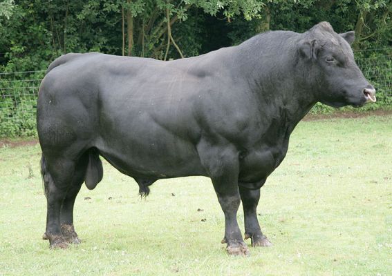 Our Aberdeen Angus Bull
Palabras clave: Aberdeen Angus bull Lucies Farm