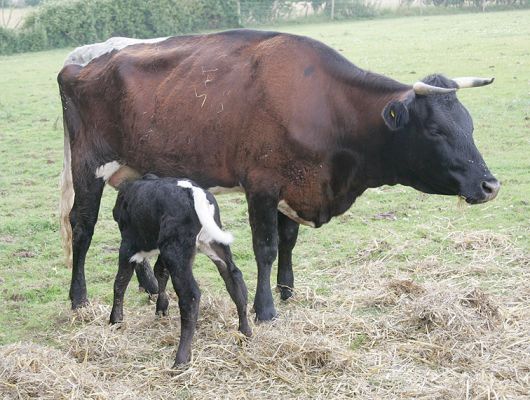 Betty and Her Son
After calling out the vet a couple of times, all things considered everything went well.  Here is Betty with her new son, yet to be named.
Słowa kluczowe: Betty Gloucester calf Gloucester cow Lucies Farm