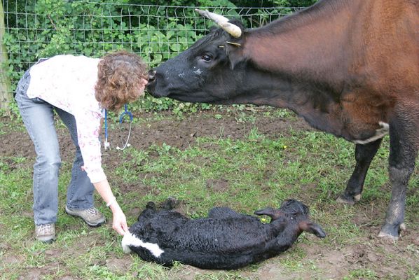 Circle of Care
Ann Carman taking the calf's temperature, while the mom, Betty, has a good sniff at Ann.
Palabras clave: Ann Carman Gloucester calf Gloucester cow White House Vets Lucies Farm