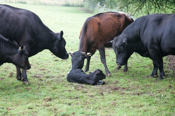The Residents of the 4 Acre Field Having a Good Sniff
The newly-born Gloucester male looks so small in comparison.
Keywords: Gloucester cattle Gloucester calf Lucies Farm Aberdeen Angus