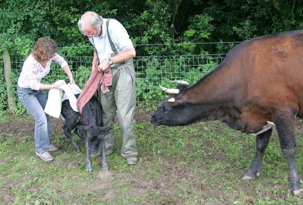 Ann and Vic Lift the Calf to His Feet
The idea was that this would encourage him to walk.  He seemed quite uninterested.  Mother Betty had a bit of a nose.
Klíčová slova: Gloucester calf Ann Carman Vic Betty Gloucester cow Lucies Farm