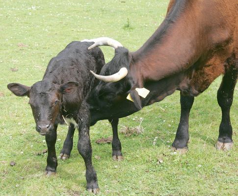Gloucester Calf on His Feet, Nosed By Mother Betty
Palabras clave: Gloucester calf Gloucester cow Betty Lucies Farm