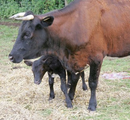 Betty and Her Newly-Born Son
Palabras clave: Gloucester Cattle Betty Gloucester Cow Gloucester Calf Lucies Farm