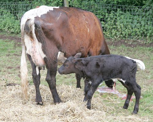 Gloucester Calf Going For His Lunch
Palabras clave: Gloucester Calf Gloucester Cow Lucies Farm