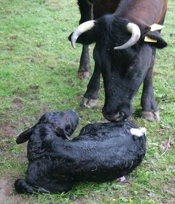 Only Just Born
Betty having a look at her new son.  He has the classic Gloucester white stripe on his back.  He was born about five to ten minutes before this photo was taken.
Mots-clés: Gloucester calf Gloucester cow newborn calf Lucies Farm Betty