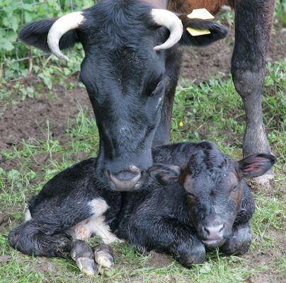 Betty and Her New Son
Keywords: Gloucester cattle Gloucester calf newborn calf Lucies Farm Betty