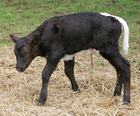 Newborn Gloucester Calf
About seven hours old, enjoying his bed of straw.
Trefwoorden: Gloucester calf newborn calf Lucies Farm